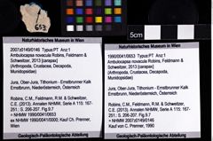 Foto (Objket + Etiketten) von Ambulocapsa novacula (Robins, Feldmann & Schweitzer, 2013) 